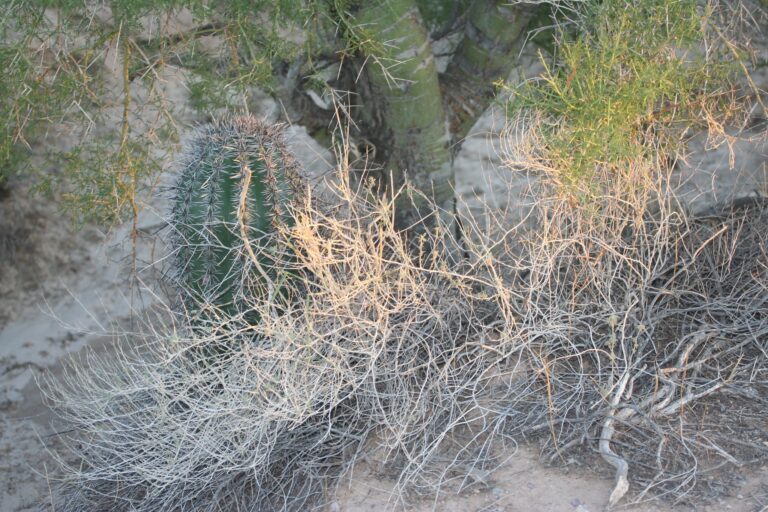 Read more about the article Desert Nurses